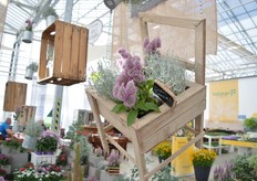 Calocephalus brownii Bed Head van Benary. Het is naar eigen zeggen de eerste Calocephalus uit zaad. Het is geschikt voor herfst teelt en kou en hitte tolerant. Op deze foto gecombineerd met Joey.