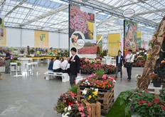 FlowerTrials locatie Benary en Volmary.