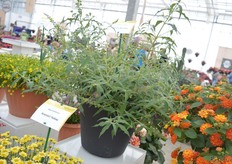 "Summer Bird Blue een nieuwe Buddleja van Volmary. Het heeft blauwe bloemen en blijft compact. "Zelfs in de grond groeit deze Buddleja niet hoger dan 18-19 cm en zelfs na 2-4 jaar blijft deze compact", zegt Yoav. a"