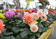 Dahlia 'Lubega Power Tricolor' is een rood-geel-wit-gekleurde kleur noviteit van de 'Lubega Power' serie van Volmary. Deze Dahlia heeft grote, gevulde bloem ballen. Verder heeft het een krachtige groei met stabiele, korte stelen en een vroege bloei.