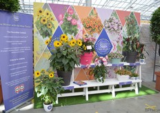 Ook hier bij Kebol stonden de FleuroStar genomineerde varieteiten te stralen.