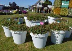 Portulaca Pazzaz is een nieuwe serie van Danziger. Momenteel bestaat deze compacte serie uit drie variëteiten. De bloemen openen bij zonlicht, maar zelfs als ze gesloten zijn zie je de kleur.