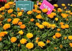 This Calendula Cheers Orange van Danziger is een nieuwe kleurtoevoeging aan de Calendula serie. Special aan deze variëteit is de mildew resistentie.