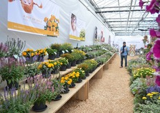 De meerjarige planten van Danziger.