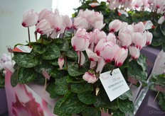 De Victoria 50 Rose with eye van Morel Diffusion. Het kroontje op de bloem heeft dezelfde kleur als het ook. Deze cyclaam dankt zijn naam 'Victoria 50' aan het feit dat 50 procent van de bloemen zo een kroon hebben.