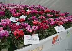 Twee nieuwe fantasia cyclamen zijn toegevoegd aan het Smartiz (micro cyclamen) assortiment van Morel Diffusion; Rose en rood.
