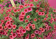 Calibrachoa Crave Strawberry Star van PanAmerican Seed ios maar eigen zeggen de enige op de markt vanuit zaad.