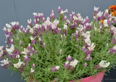 Lavendula Bandera Pink van PanAmerican Seed. Deze Lavendula is gekweekt vanuit zaad en is de jongere zus van Bandera Purple, een Fleuroselect goud winnar. Verder heeft deze Lavendula veel bloemen op de plant en een goede vertakking.