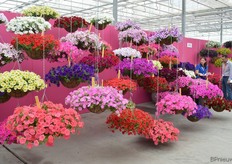 Petunia's gepresenteerd bij PanaAmerican Seed.