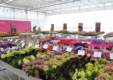 Bij PanAmerican Seed.