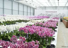 Bij Hassinger Orchideen.