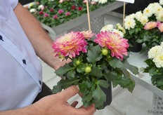 Dahlia Midi Malta van Dalina Genetics. Het is een tweekleurige dahlia met een grote bloem. Hans Henrik verwacht veel van deze varieteit.
