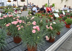 De Dianthus is een nieuwe product line van hishtil. Ze hebben verschillende variëteiten in 5 groepen. Deze roze dianthus in de patio series schijnt sneller te bloeien dan de klassieke tuin dianthus. Daarnaast hebben de bloemen een geur.