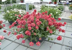 Diascia Morning Mist Basket Red van Cohen heeft grotere bloemen, upstaande en meer vigoreuze groei eigenschap.