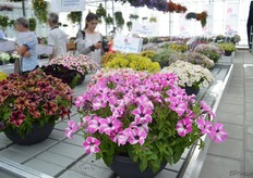 Petunia Happy Giant Pink Mix van Cohen is een nieuwe kleur toevoeging aan hun petunia assortiment.
