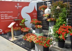 Surfinia Trialing Red van MNP flowers. Het is een hangende petunia. Giezen heeft hoge verwachtingen van deze varieteit omdat er nog niet zoveel rode en snelgroeiende petunia's op d markt zijn.