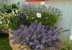 De Purissian Blue van Cultivaris. Deze Nepeta, twee jaar geleden geintroduceerd, is compact en heeft blauwe bloemen. Daarnaast is het een bij vriendelijke plant.