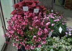 De Gaura lindheimeri Lillipop Supreme van Cultivaris is meer compact, heeft grotere bloemen en een diepere kleur.