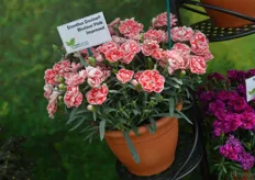 Dianthus Devine Bicolour Pink Improved is bred by Breier and the unrooted cuttings are sold by Channel Island Plants in Europe.