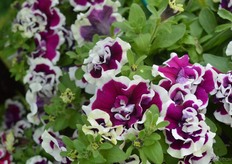 Petunia Tumbelina Bella van de veredelaars Kerley & Co en gepresenteerd bij Channel Island Plants. Volgens Jackson waren Kerley & Co de eerste veredelaars die een dubbel bloemige petunia op de market zette. Deze Bella is een nieuw.