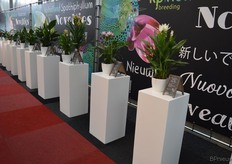 Het curcuma assortiment bij KP op een rijtje