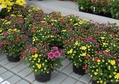 Het multi-color verhaal is een lastige, zo weten verschillende veredelaars. De klant vindt het mooi, maar ja, de verschillende bloemen moeten wel even lang zijn, gelijk bloeien, etc. Bij deze mini-santini's, waar met name Aziaten gek op zouden zijn, is de complete genetica identiek, behalve dan de kleur