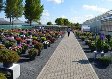 En ook het buitenterrein bij Syngenta stond, letterlijk, vrolijk in de bloemetjes
