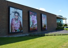 Sion Orchids zorgt elk half jaar voor een nieuwe uitstraling, met professionele fotoshoots en de bekende billboards - je kunt er niet voorbij rijden en ze niet niet zien - aan de Zijtwende