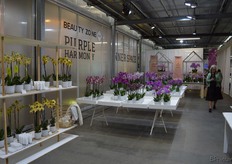 De verschillende varieteiten worden steevast ondergebracht in verschillende moods en thema's