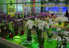 Of sport. Je zou zelf misschien niet gauw een link leggen, maar dan moet je net bij Sion zijn