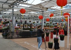 Bij Sakata, op Demokwekerij, werd (juist toen wij binnenvielen) een video-opname gemaakt (van niemand minder dan Gill Corless, die bij de veredelaar de marketing voor haar rekening neemt)