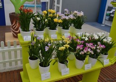 Naast lelies heeft Van den Bos ook de nodige fresia's in het assortiment. Met name op gebied van de potfreesia heeft men enkele interessante noviteiten, waarbij een natuurlijke gedrongenheid de voornaamste eigenschap is.