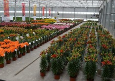 De showkas bij Lily Looks