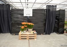 Het doolhof, waarbij nieuwe en terugkerende bezoekers links danwel rechts naar binnen konden gaan, en onderweg verschillende vragen en lelies tegenkwamen. Zodoende kon een stukje consument beleving gepeild worden