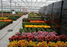 Op de Lily Night, een avond voor genodigden, mocht men, na het doorlopen van het doolhof, een potlelie uitzoeken.