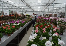 In de showroom van Hendriks Young Plants