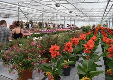 Bij Hendriks is de fuchsia het absolute uithangbord (links). Rechts zijn enkele Cannasol planten te zien van Greenworks, vooral bekend van de pioenen, maar daarnaast ook beschikkend over een flink assortiment potplanten en snijbloemen.
