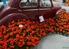 Een noviteit in het pelargonium assortiment is de Sally, vernoemd naar Sally van der Horst (Fleuroselect). Zie: http://www.bpnieuws.nl/artikel/10306/Sally-van-der-Horst-25-jaar-bij-FleuroSelect