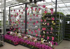 Kleurrijke phalaenopsis-wanden bij Floricultura