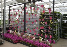 Kleurrijke phalaenopsis-wanden bij Floricultura