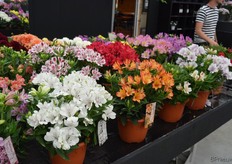 Pot Altroemeria, ook een van de producten die volop in ontwikkeling is. Het lukt steeds beter ze klein en gedrongen te houden, zoals in deze Inticancha-serie (zonder daar allerlei middeltjes voor nodig te hebben)