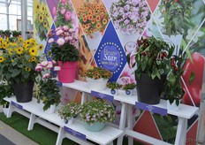 De genomineerden voor dit jaar. Afgelopen donderdag werd de FleuroStar Award uitgereikt, en de winnaar was de Calibrachoa 'MiniFamous Double PinkTastic' van Selecta one (op de voorgrond)