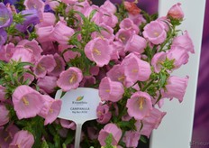Bij Takii Seeds richtte ook Evanthia weer een showkasje in. Daarin een aantal bijzondere varieteiten, waaronder deze Campanula's
