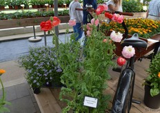 Papaver is misschien bekend uit een heel andere hoek, maar zorg je dat de plant 'clean' is, dan is het ook gewoon een kleurrijk bloemetje!