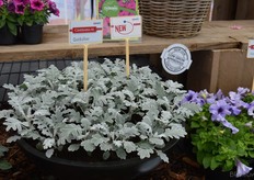 Let op, deze plant is exact dezelfde als -->