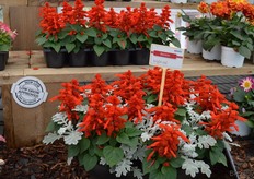 ...deze. HemGenetics is vooral bedreven in de gedrongen soorten, zoals deze wonderlijke Quicksilver