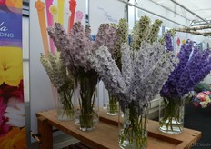 Agriom, vooral bekend van hortensia's, heeft daarnaast tal van andere gewassen in het programma, zoals hier delphinium.