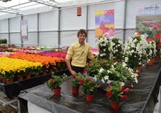 Edo Kolmer, Agriom, hier in de showkas bij de Mandevilla's