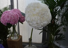 "Een soort die het nooit gaat halen hoor", aldus Edo, "maar wat een fantastisch ding, niet!?". De bloem van deze snijhortensia heeft een doorsnee van zeker 2 decimeter."