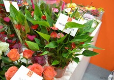 De Million Flower is een hele kleine anthurium met heel veel bloemen - een noviteit in het assortiment van Dümmen Orange